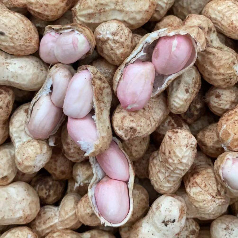 花生2022年新鲜带壳现挖现发粉皮5斤农家自种新鲜花生