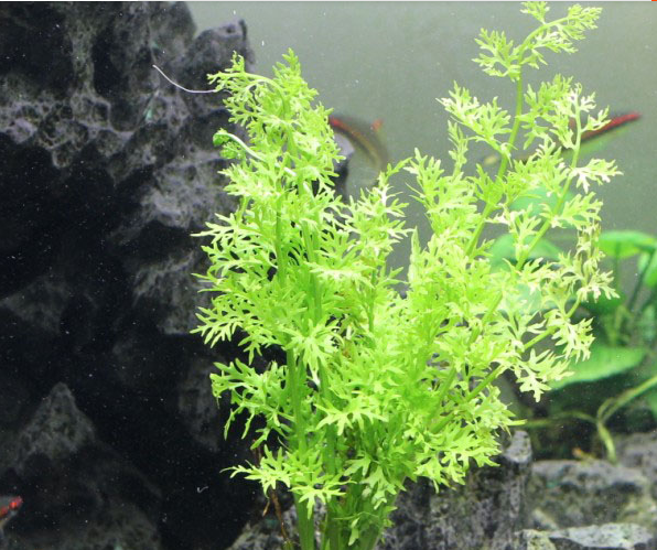 水芹鱼缸造景活体水草出口中后后景优质小水水草