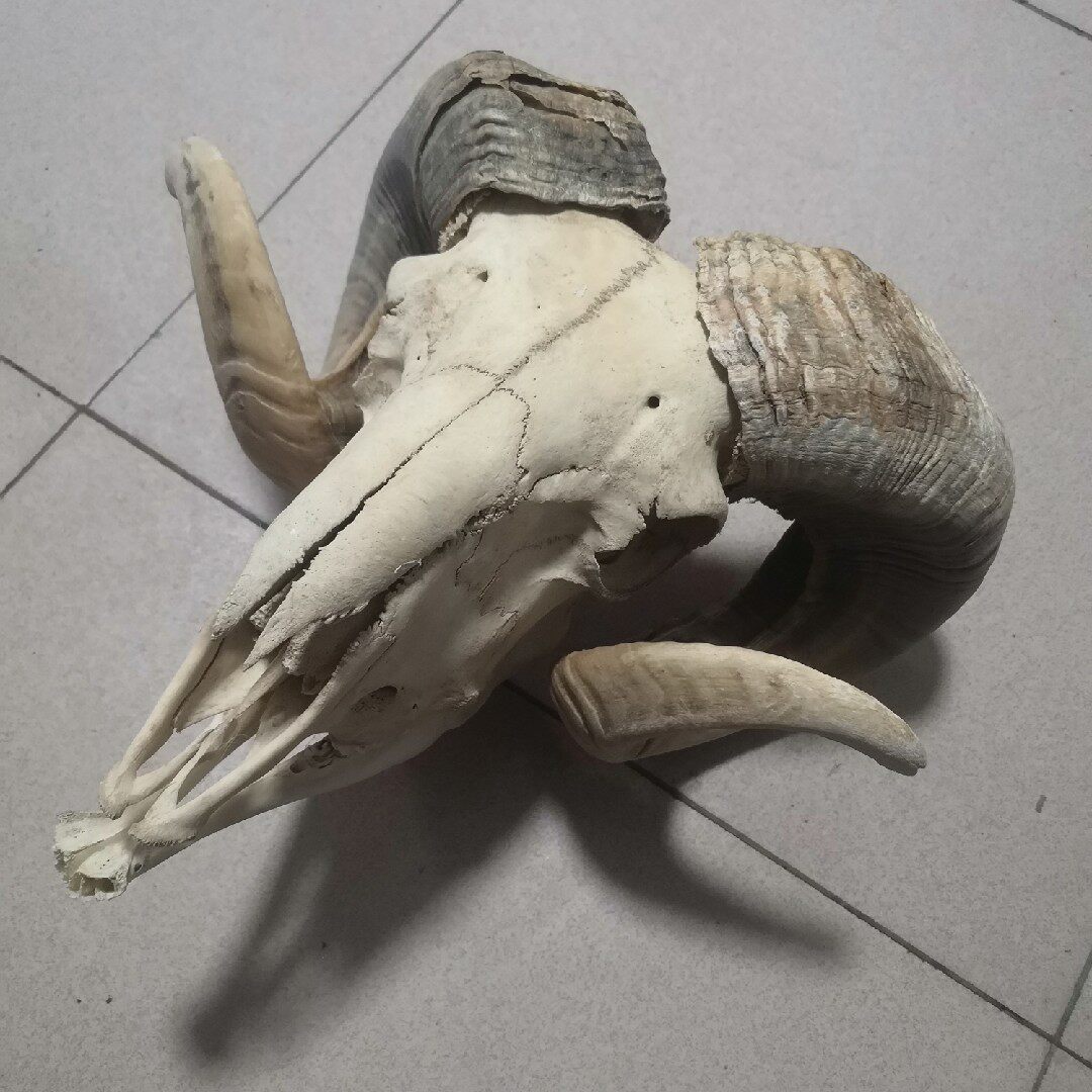 羊头骨骼摆件挂饰饰品家装标本装饰复古古纯圣诞礼品