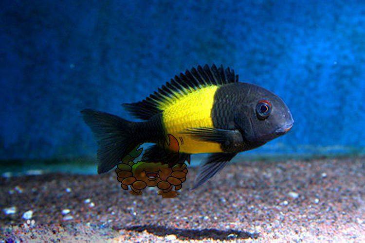 台系进口观赏鱼三湖慈鲷鲷鱼坦鲷黄宽带宽带蝴蝶鱼