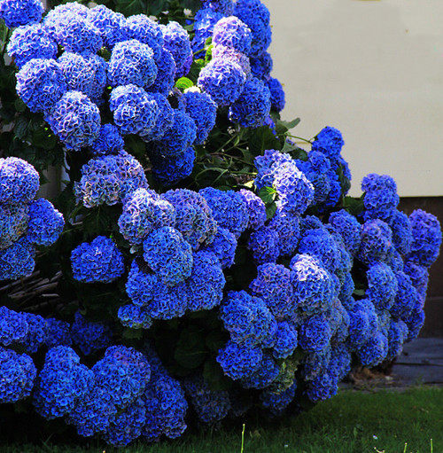 高杆大苗无尽夏绣球花苗四季一级老桩庭院阳台室外耐寒植物带盆栽