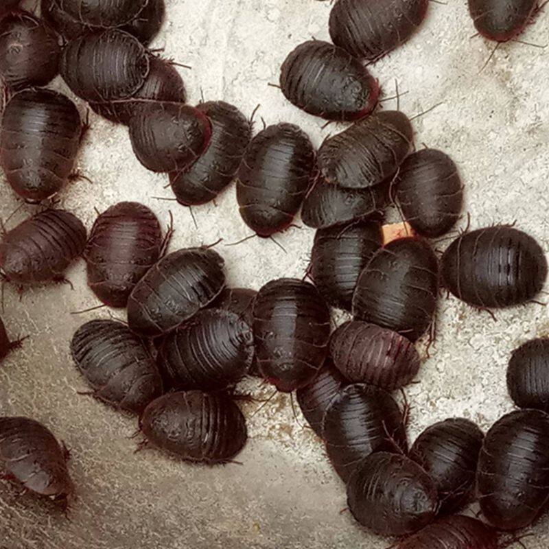 土元虫活中药材土鳖活体大母虫地偏方活的地鳖其他药食同源食品