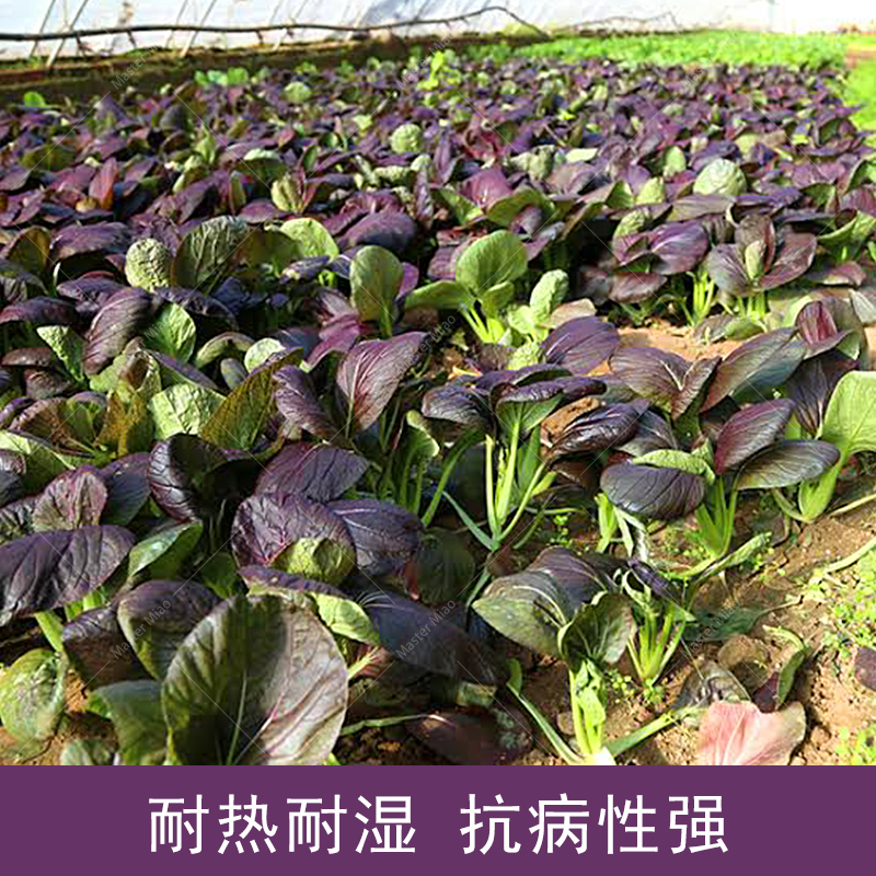 紫金快菜种子种籽紫色苗用小白菜早熟速生春季家庭园艺种子