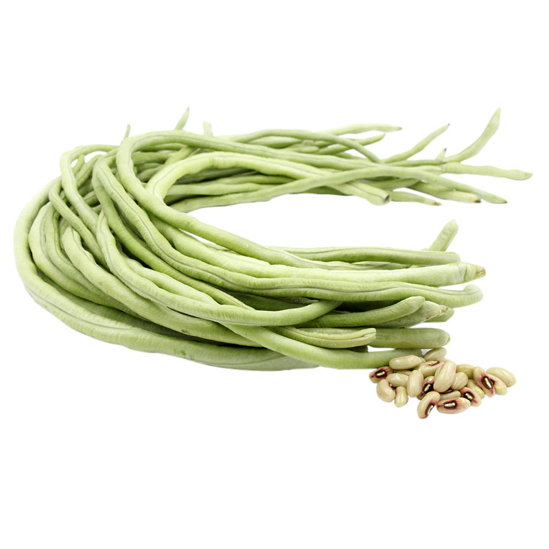 白玉豇豆种子特长大田种植白条豆角架豆春季家庭园艺种子
