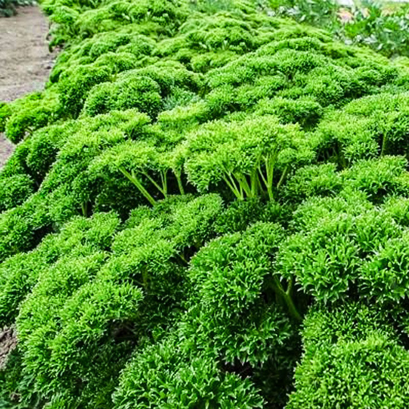 欧芹盆栽卷叶皱叶摩西小香香芹西餐料理食材绿植