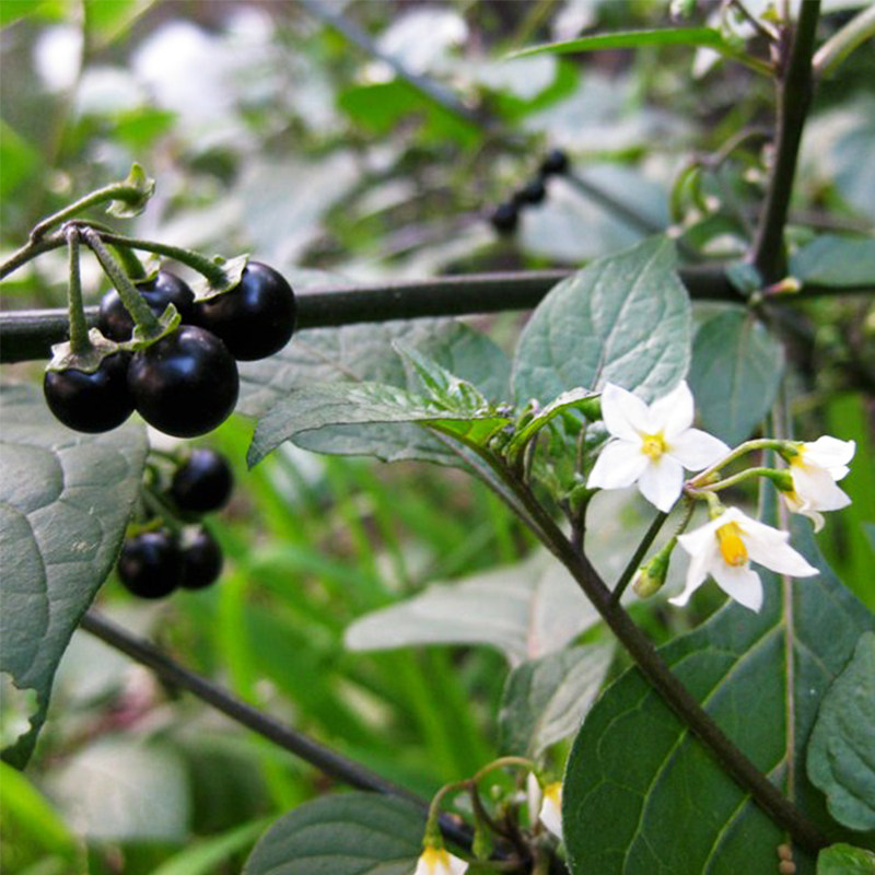 龙葵种子野生黑悠悠黑天天果种籽黄色果四季阳台盆栽水果野果种孑