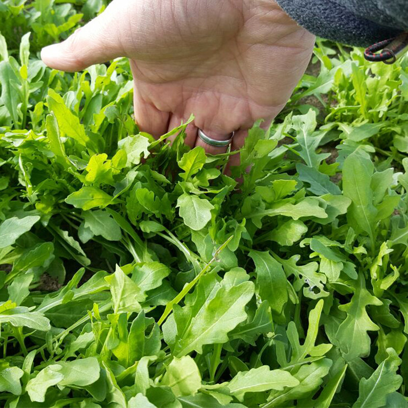 芝麻菜苗蔬菜盆栽阳台四季沙拉青菜菜种菜小家庭园艺种子