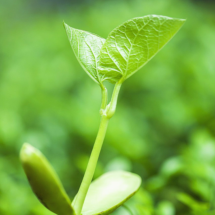 巨型豆角种子/种籽刀豆苗大粒特长红/白刀豆四季盆栽蔬菜种苗种孑