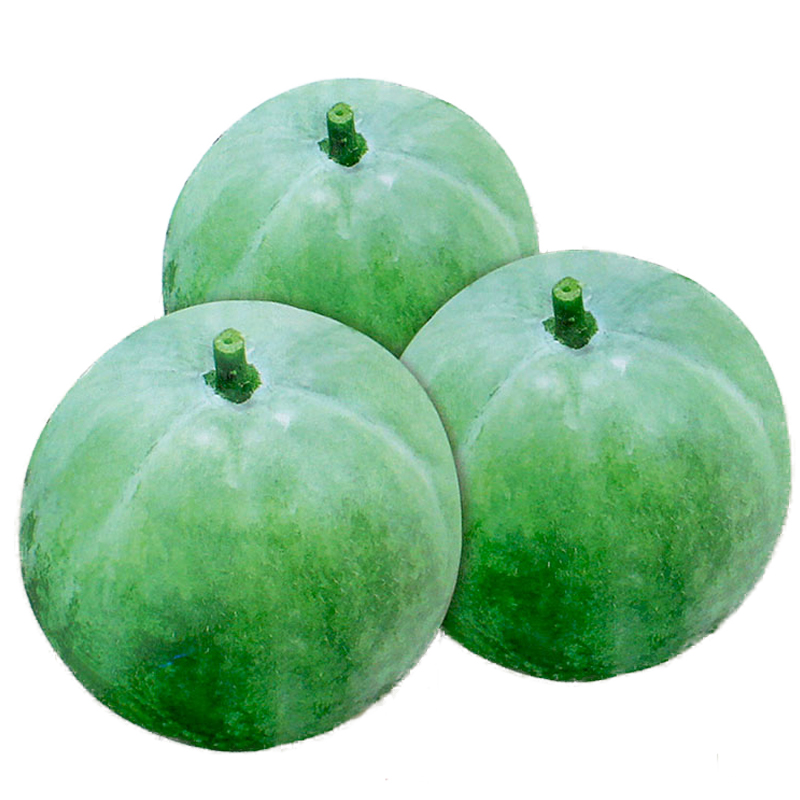 圆宝菜种蔬菜肉厚球形迷你小瓜香芋高产四季家庭园艺种子