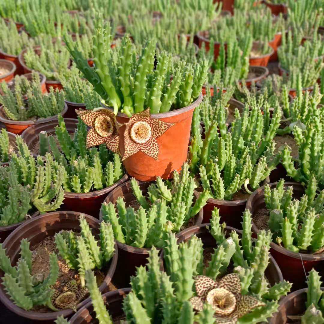 包邮稀有姬龙角犀牛牛角多肉植物犀龙角整盆开花多肉植物