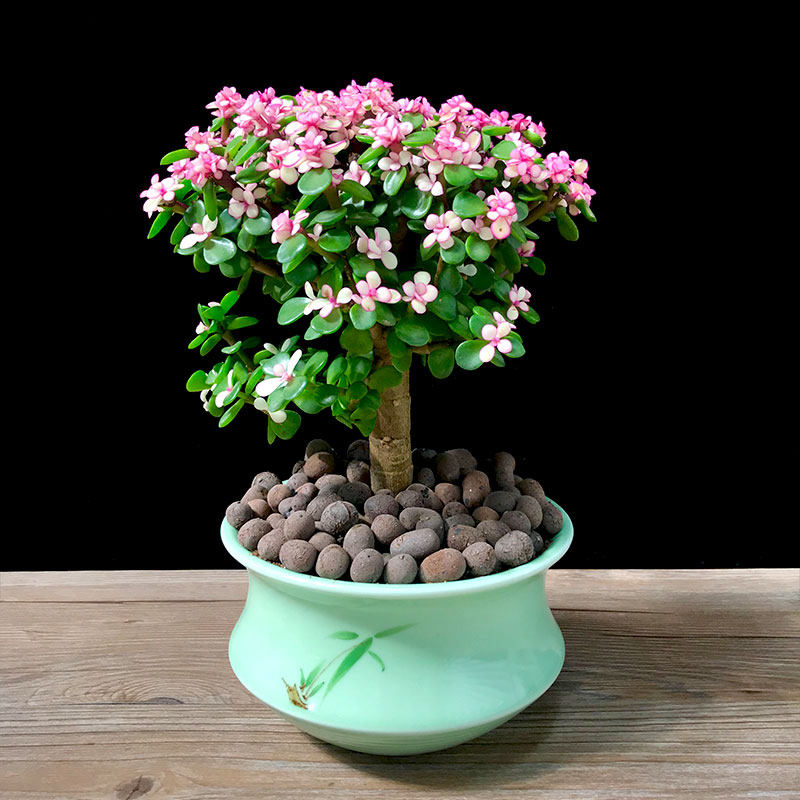 植物金枝玉叶盆栽造型观花客厅室内外花雅乐之舞老桩多肉植物