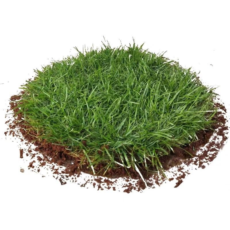 草籽草坪种子四季常青护坡固土黑麦草庭院绿化家庭园艺种子