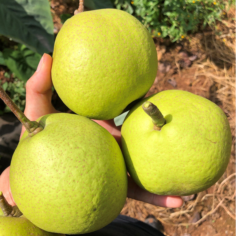 云南昆明宝珠呈贡老树脆甜农产品当季现摘生态梨