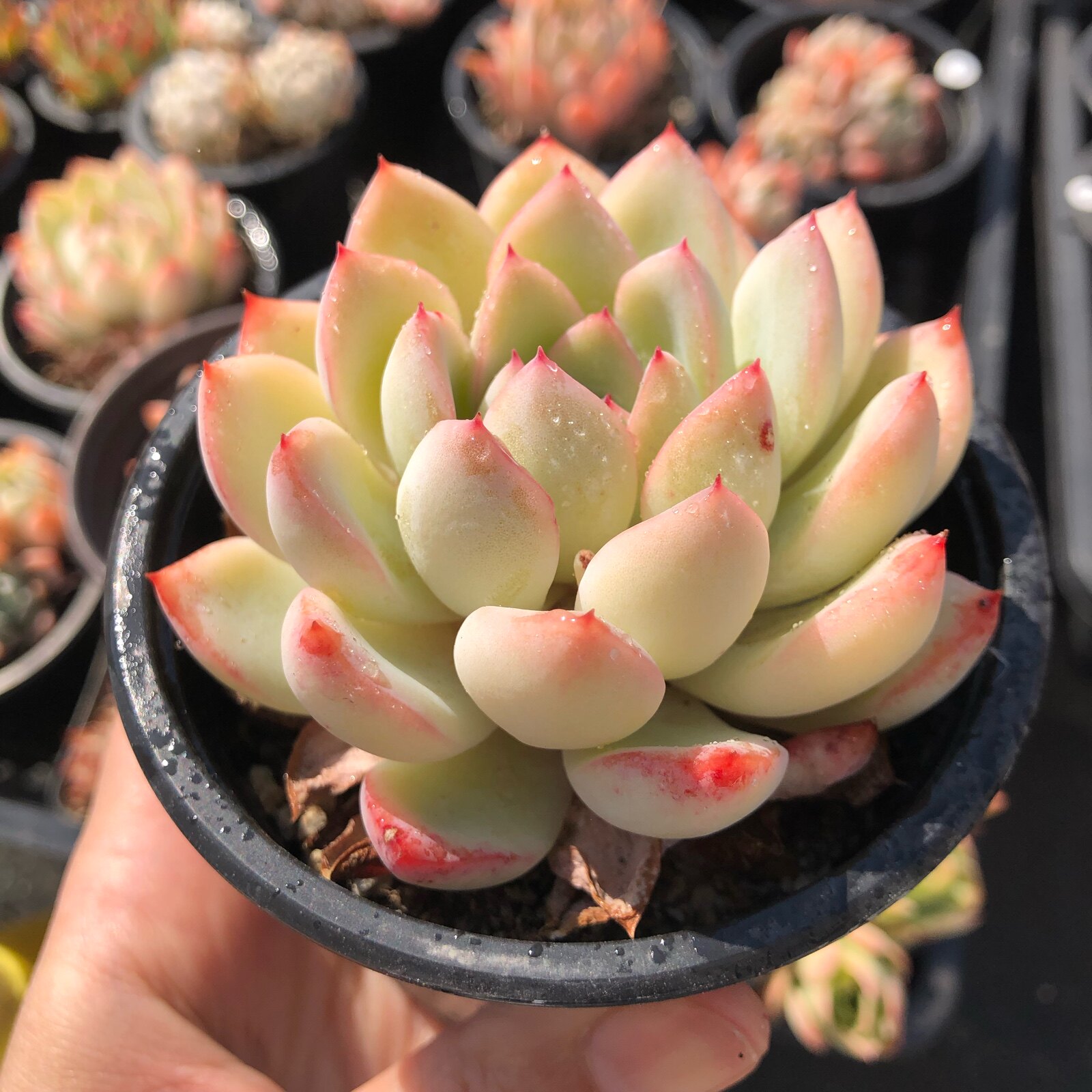 多肉植物韩国进口韩版水莲正版水莲母本单头5厘米水莲多肉