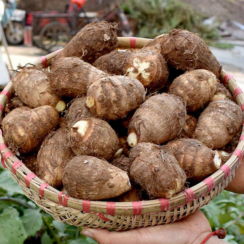 2020毛芋头新鲜小芋头芋艿农家香芋应季5斤宝宝芋头