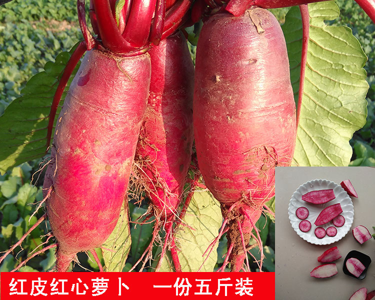 红心萝卜红皮水果胭脂胭脂红红紫美人泡菜腌制辣椒