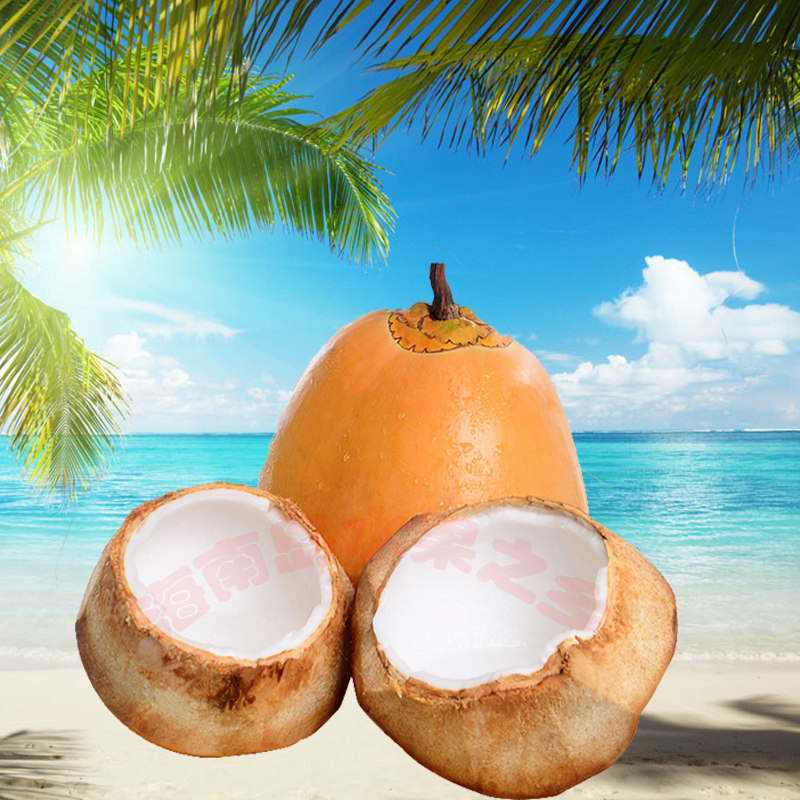 椰子海南金椰黄金6个当季孕妇补水热带新鲜椰青
