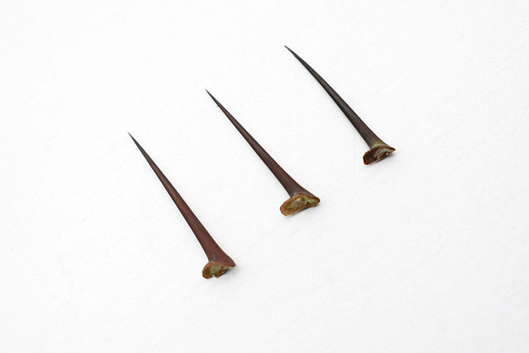 枣刺酸枣刺20个包邮植物 耳钉 耳针山枣针耳棒茶叶棒茶棒茶梗耳洞