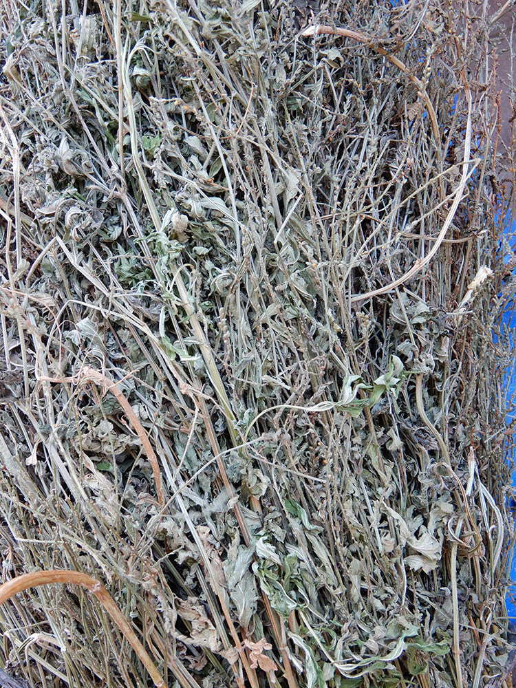 马鞭新鲜干货农家自采深山野生中药材马边草500g其他药食同源食品