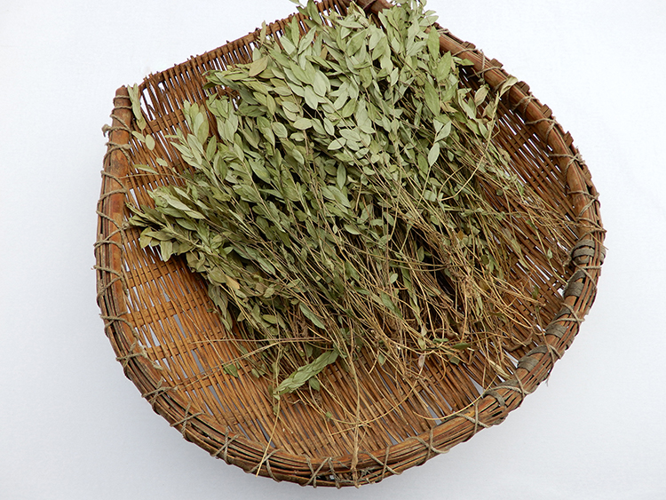 19年新货正品野生瓜子金中草药 来马回 勒马回 辰砂草 惊风草包邮