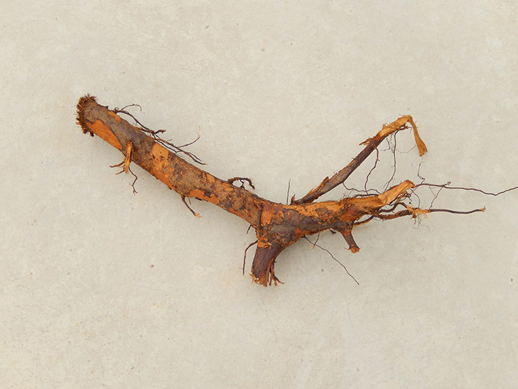 栗子野生新鲜现挖正品板栗根干毛栗树根中药材其他药食同源食品