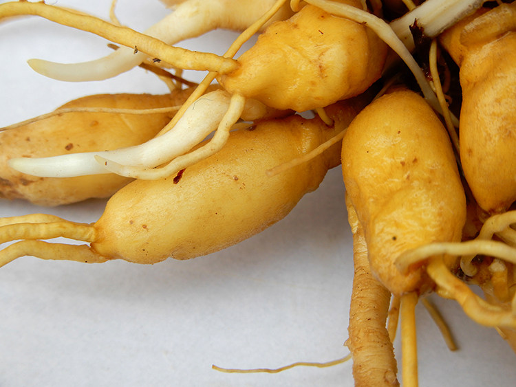 草根黄花野生菜根中药材500g包邮新鲜金针苗根其他药食同源食品