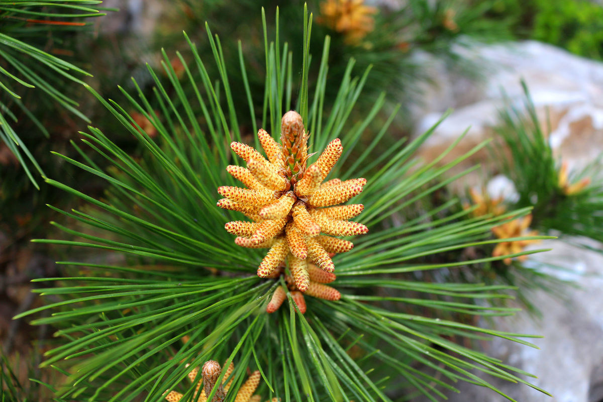 纯天然松树花18年新货包邮松花粉松树花朵 松黄松粉 新鲜松花酵素