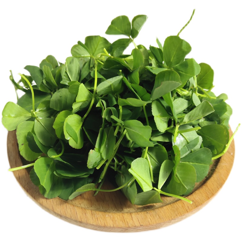 新鲜草头本地500g上海农家三叶蔬菜菜金花菜叶菜类