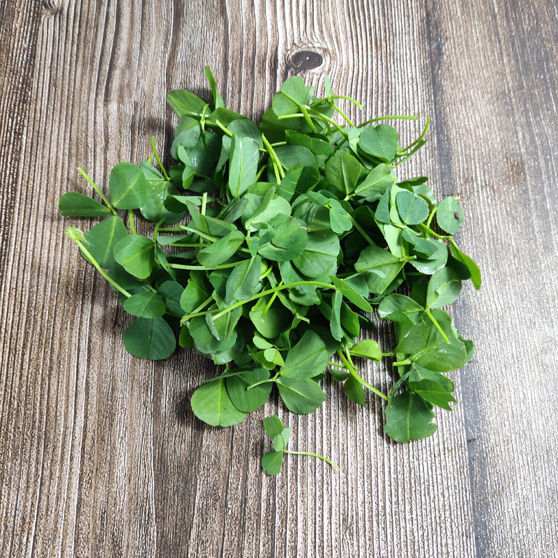 新鲜草头本地500g上海农家三叶蔬菜菜金花菜叶菜类