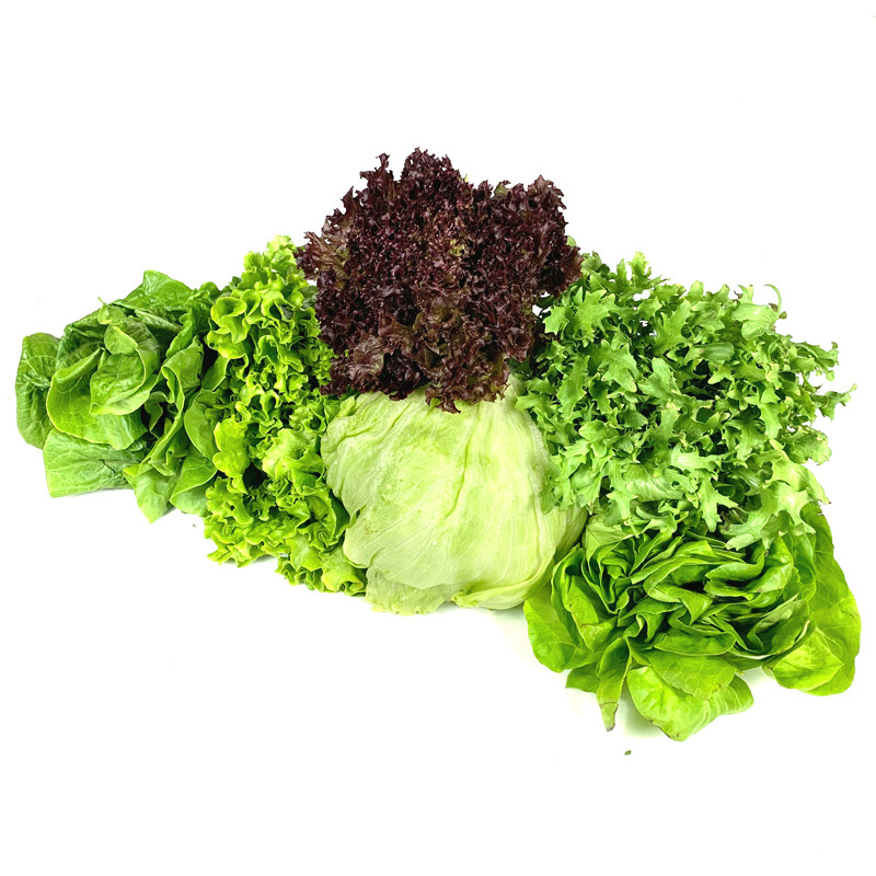 沙拉蔬菜罗莎组合6种35斤生菜绿罗红苦食用叶菜类