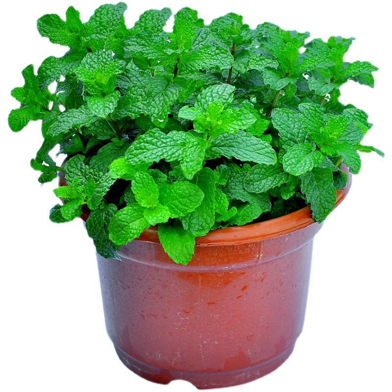 薄荷香菜食用盆栽留兰香猫薄荷香花花菜柠檬狗肉绿植