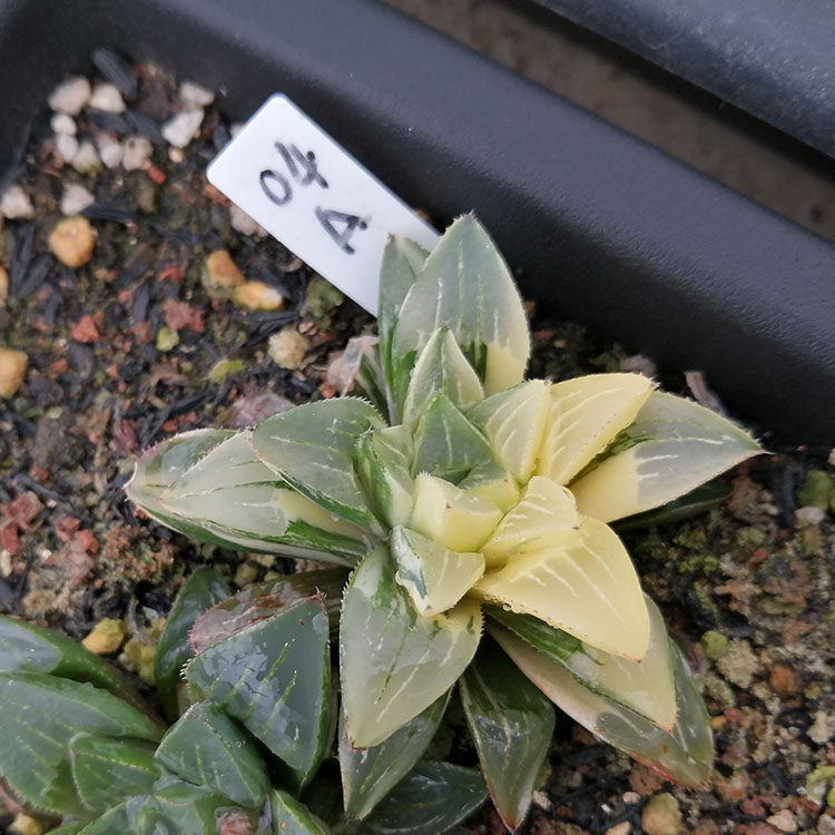 多肉姬寿十二盆栽绿植植物大棚清仓宝草多肉植物