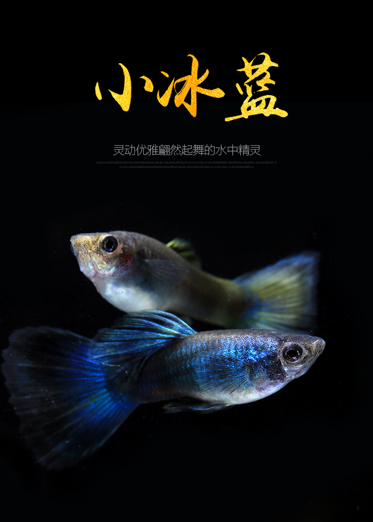 威海乐佳鲜花水族胎生集合热带小鱼活体孔雀鱼