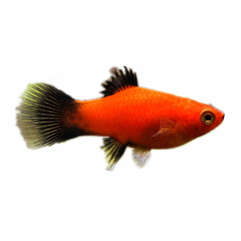 熊猫活体下崽狂魔淡水鱼好养活鱼练手小型混养鱼