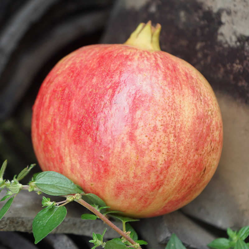 精品突尼斯软籽石榴正宗会理新鲜孕妇辅食食水石榴