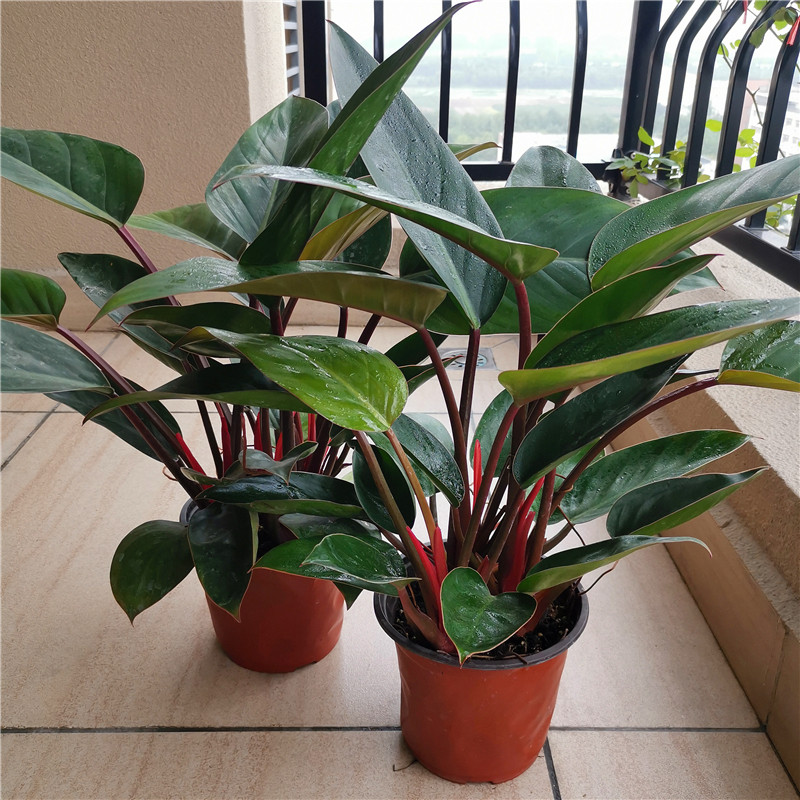 花卉红钻金钻大叶盆栽绿植落地居家大型四季绿植