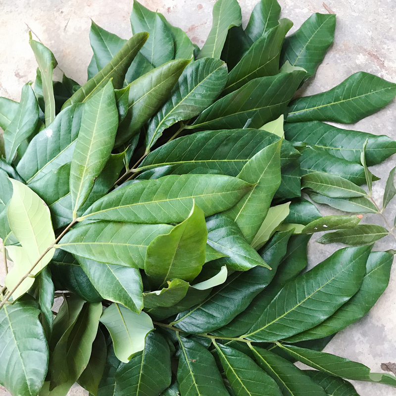 新鲜龙眼叶养龟躲避物仿原生态乌龟造景装饰桂圆龙眼