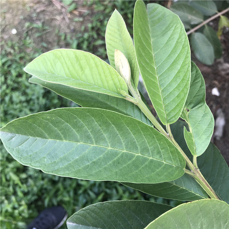 番石榴叶茶下野生无糖新鲜叶子晒干现摘现发自然芭乐