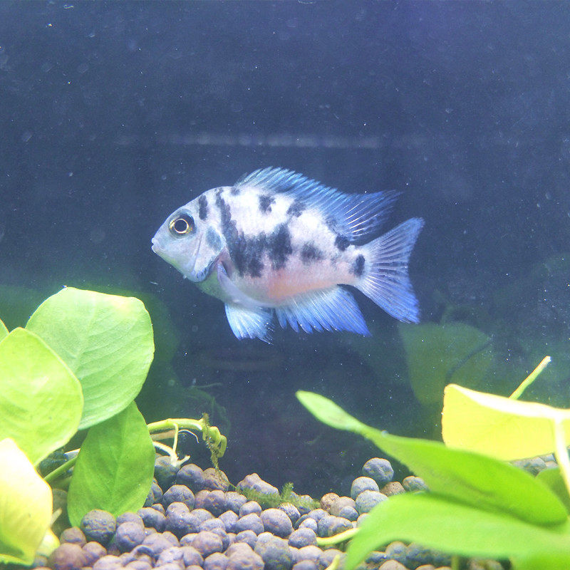 迷你鹦鹉鱼宝蓝白金淡水小型热带观赏鱼活体简单鱼