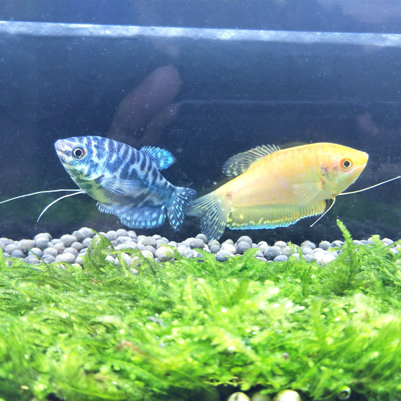 蓝曼龙鱼虎皮热带鱼小型五彩丽丽鱼包鱼