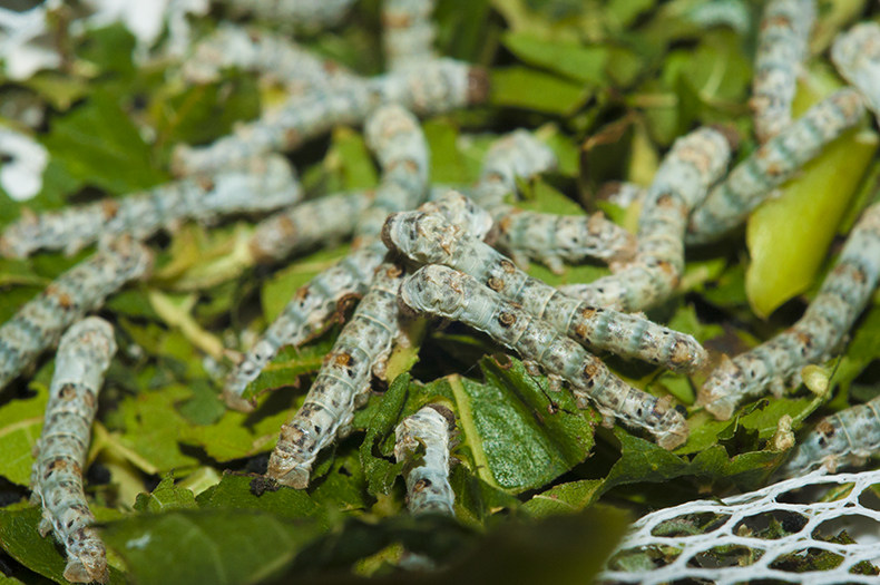 科普四川川天然彩蚕宝宝学生学生科科学养蚕套装蚕宝宝