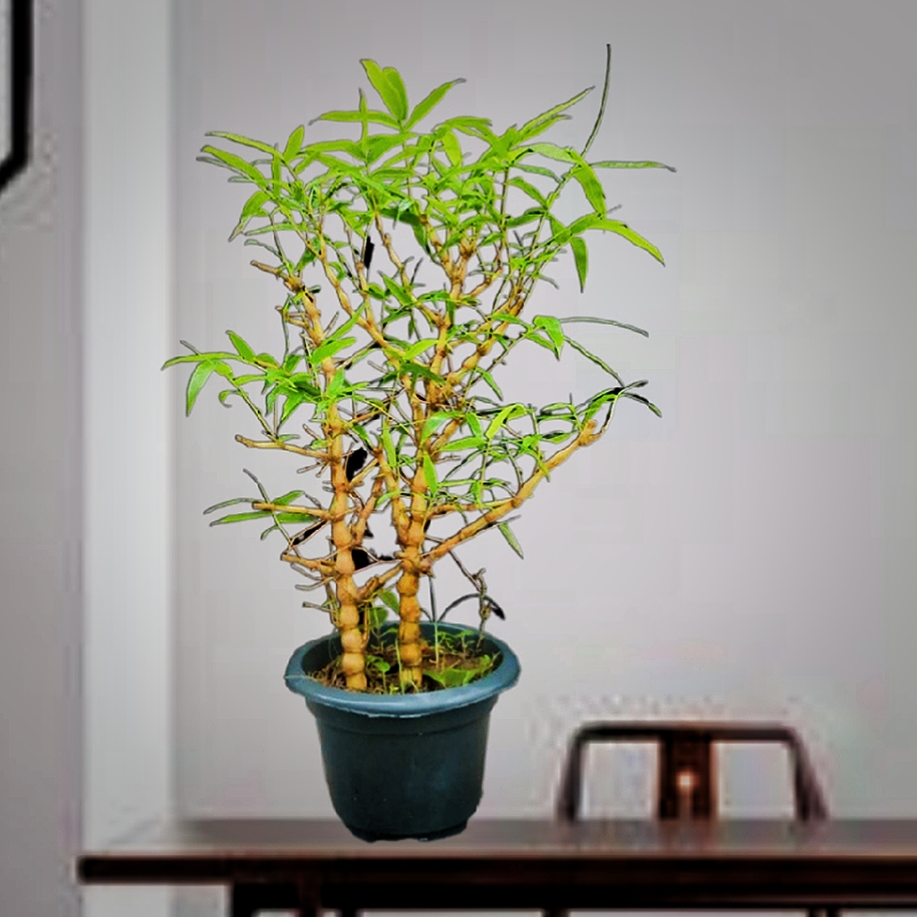 新款小黄金佛肚竹盆景阳庭院观赏竹台禅意竹子绿植