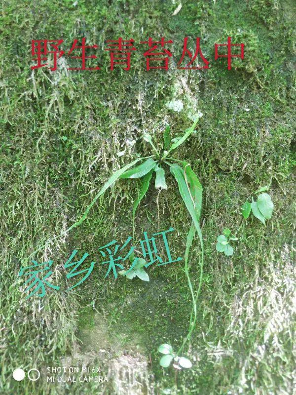 马蹬草过桥草还阳草小石韦宝天曼原始森林野生天然名贵药材