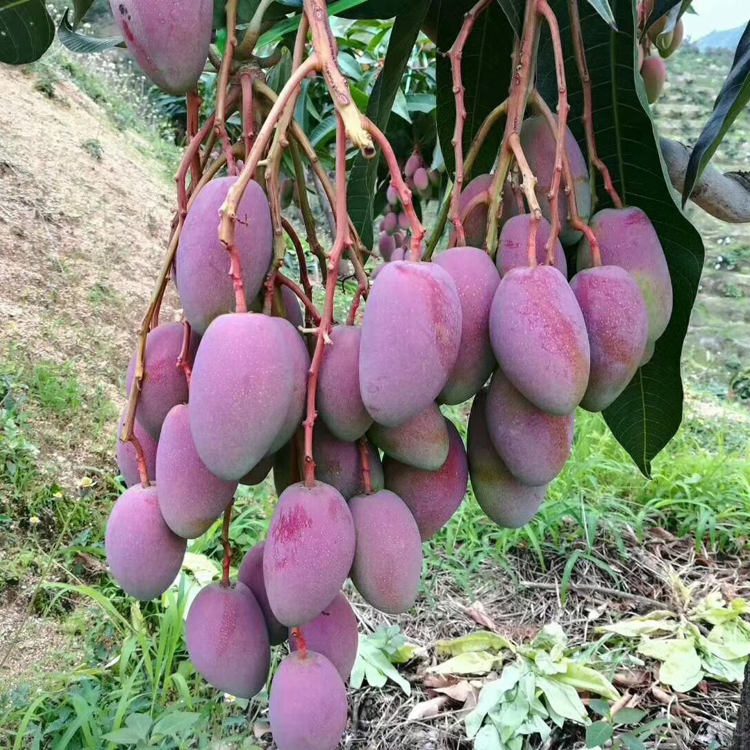 带箱10斤 攀枝花本地小红贵妃芒果 红色彩芒助农新鲜水果当季整箱