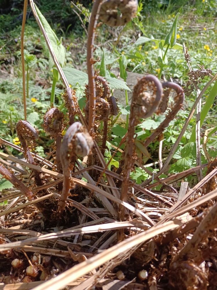 东北特产野生新鲜腌制猴子腿山菜系系列天然其它