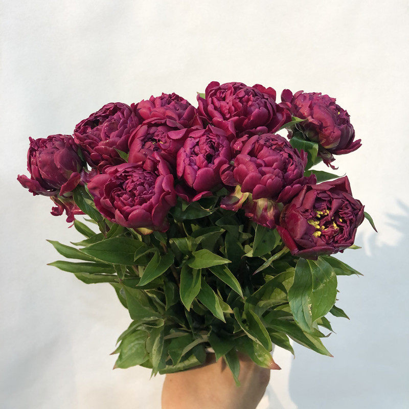 女神母亲节芍药鲜花阳光灿烂多层花朵生日家庭生活鲜花速递同城