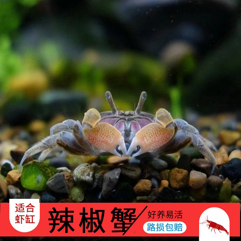 迷你辣椒蟹辣椒蟹深水蟹超好养宠物螃蟹观赏蟹除藻草缸造景除涡虫
