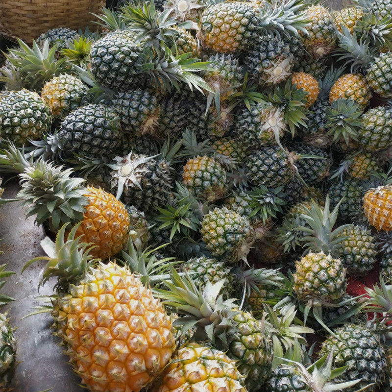 广东特产新鲜水果徐闻曲界香水菠萝10斤当季菠萝