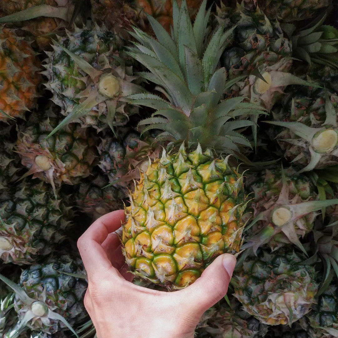广东特产新鲜水果徐闻曲界香水菠萝10斤当季菠萝