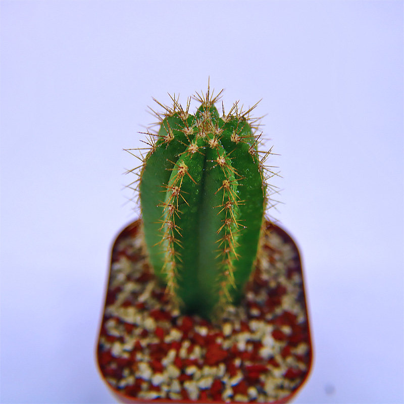 裸花柱 群生仙人柱 室内小盆栽 庭院 沙生植物 耐干旱 绿色 开花